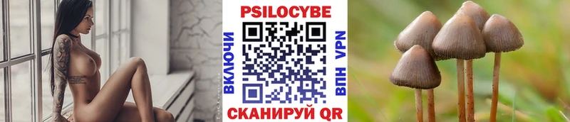 Купить  Калач  Псилоцибиновые грибы Psilocybine cubensis 